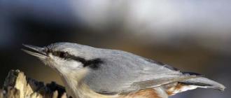 Redstart - punase sabaga väike lind