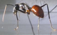 Amazonės Tocandirs - didžiausios skruzdėlės pasaulyje Didžiausia skruzdžių rūšis