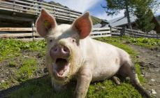 Kombinuotųjų pašarų kiaulėms sudėtis ir rūšys