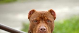 American Pit Bull Terrier: descripción de la raza