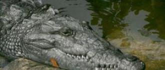 Kuo skiriasi krokodilas ir aligatorius?