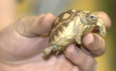 Як доглядати сухопутні черепахи Сухопутна черепаха як до неї доглядати