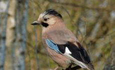Jay (foto) - un uccello che stupisce con il suo repertorio Un uccello con piumaggio marrone e ali blu