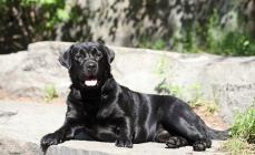 About the Labrador Retriever - a friendly, family-oriented and loyal breed