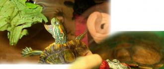 Criação de tartarugas em casa