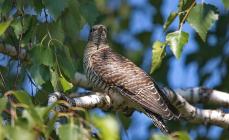 Cuckoo bird: a brief description with photos and videos, listen to the sounds of the cuckoo singing, why it throws eggs into the nests of other birds