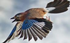 Jay (photo) - a bird that amazes with its repertoire