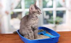Why do cats stop going to the litter box?