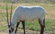 ซาฮารัน oryx (Oryx dammah)