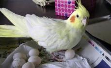 Nianse vzreje valovitih papig: kako lahko odložite jajce brez samca?