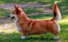 The smallest dog breeds: photos with names of breeds, features of appearance and character Breeds of small dogs
