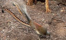 Species: Menura superba = Great lyrebird, magnificent lyrebird