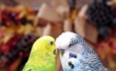 Breeding parrots as a business at home
