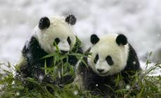Giant Panda or Bamboo Bear or Giant Panda What a Panda Really Looks Like