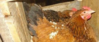 Kuchinsky Jubilee - Russisk kjøtt- og eggerase av kyllinger