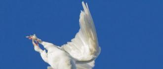 Thurmani - edinstveni golobi v letu Preteklost in sedanjost