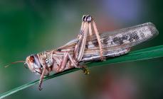 Hvordan ser gresshopper ut, hvor bor de, hva spiser de, hvordan formerer de seg?