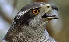 Stile di vita e habitat del falco