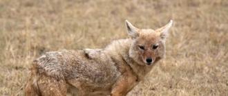 The jackal is a medium-sized animal, and if you compare it with a dog, then its size is slightly smaller than the average average mongrel. Central Asian jackal