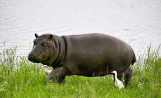 Estilo de vida e habitat do hipopótamo