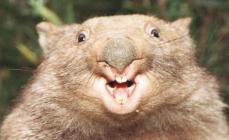 Onde vive o wombat e como ele se reproduz?