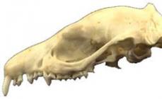 Pinnsvin: beskrivelse og foto.  Hvordan ser dyret ut?  Eared eller ørken pinnsvin Melding om emnet eared pinnsvin