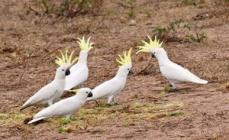 Cacatuas brancas e outras espécies Como cuidar de um papagaio cacatua