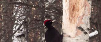 Zhelna (Dryocopus martius) Red-capped Woodpecker