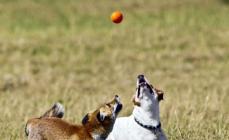 Jack Russell Terrier - formalaşma tarixi, cinsin təsviri və təhsilin nüansları Jack Russell wiki