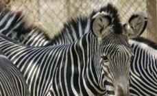 Zebra este un animal ungulat ciudat din Africa: descriere, fotografii și imagini, videoclip despre viața zebrelor Descrierea pe scurt a animalelor zebre pentru copii