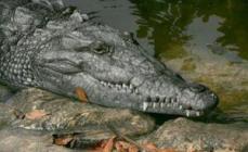 Kuo skiriasi krokodilas ir aligatorius?