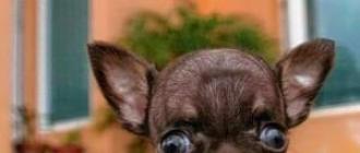 ¿Cuáles son las razas de perros más pequeñas del mundo?