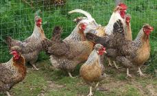 What broiler diseases cause the greatest damage to farms and how can they be avoided?