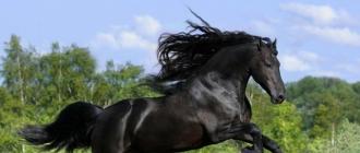 Maailma ilusaim hobune