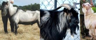 Can goat raising be called recreation?