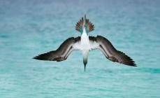 Blue-footed booby (bird)