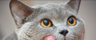 Hvordan og hva å mate britiske katter og kattunger Er det mulig å mate en britisk katt vanlig mat?