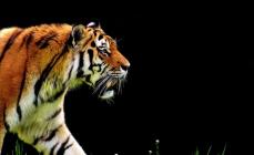 Tiger med svart pigment Tigers arter og habitater
