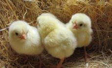 Pollos de engorde: cuidado y alimentación.