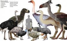 The world's largest bird