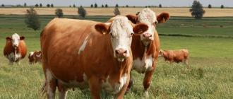 Сіментальська порода сільськогосподарських корів Телята сентиментальної породи