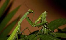 Las mantis religiosas hembras se comen a los machos