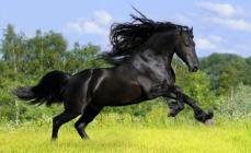 Den vakreste hesten i verden