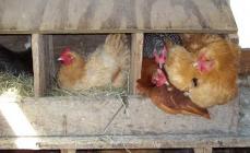 Why don't chickens lay eggs in the summer or where did the eggs go?