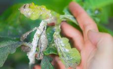 What is a mealybug?