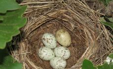Kodėl gegutės deda kiaušinius į kitų paukščių lizdus?