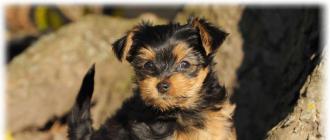 Description of the breed and variety of Yorkshire Terrier