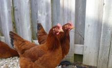 Malattie pericolose dei polli, sintomi e trattamento