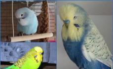 Parrot è un normale cheh.  Pappagallino ondulato ceco.  Quanto vivono i pappagallini?