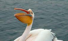 Pelicanos.  Pelicanos (lat. Pelicanus) Por que um pelicano tem esse bico?